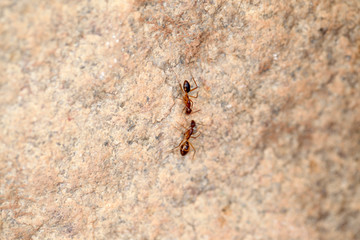 nature detail - ants on a stone