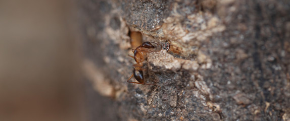 nature detail - ant on a tree