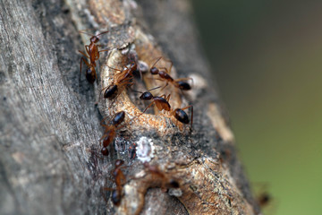 nature detail - ants on a tree