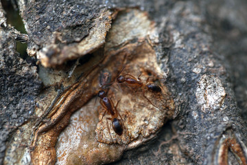 nature detail - ants on a tree