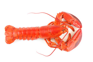 single cooked red lobster isolated on white background