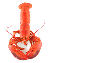 single cooked red lobster isolated on white background