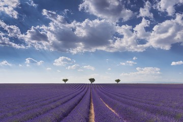 Provenza 1