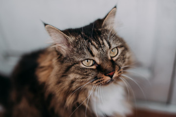 Gray beautiful cat with long whiskers long hair