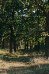 Summer Sunny Forest Trees And Green Grass. Nature Wood Sunlight Background.