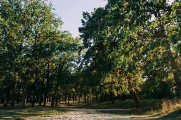 Summer Sunny Forest Trees And Green Grass. Nature Wood Sunlight Background.