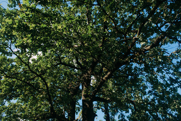 Fototapeta premium Summer Sunny Forest Trees And Green Grass. Nature Wood Sunlight Background.