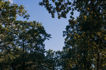 Obraz premium Summer Sunny Forest Trees And Green Grass. Nature Wood Sunlight Background.