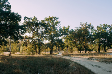 Summer Sunny Forest Trees And Green Grass. Nature Wood Sunlight Background.
