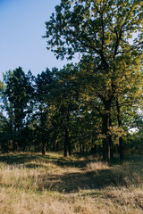 Obraz premium Summer Sunny Forest Trees And Green Grass. Nature Wood Sunlight Background.