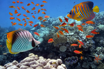 Obraz premium Photo of a tropical Fish on a coral reef