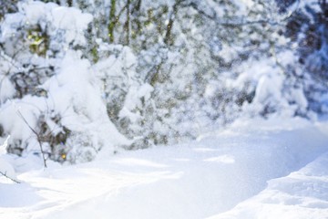 Winter landscape.