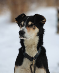 domestic dog with intelligent eyes