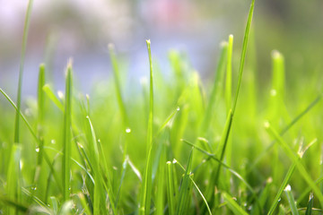 Grass. Fresh green spring grass with dew drops closeup. Sun. Soft Focus. Abstract Nature Background