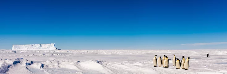 Crédence en verre imprimé Antarctique Groupe de mignons manchots empereurs sur glace
