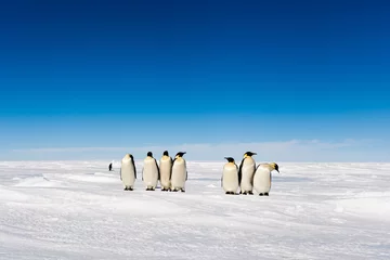 Fotobehang Group of cute Emperor penguins on ice © Mario Hoppmann