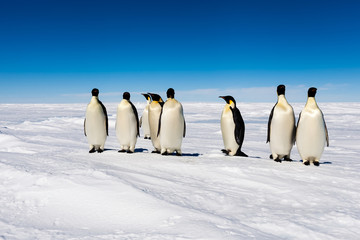 Group of cute Emperor penguins on ice © Mario Hoppmann
