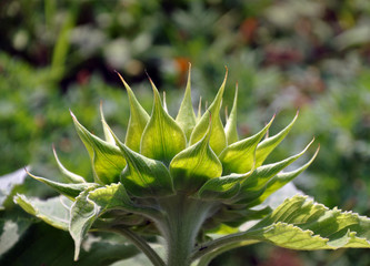 Unripe green sunflower with petals close up. Side view, vegetable background.