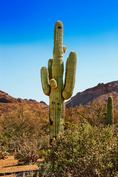 Saguaro, chollo and spring greenery  of the Tonto National Forest, Arizona