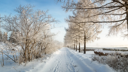 зимний пейзаж в парке с инеем на деревьях, Россия, Урал, январь