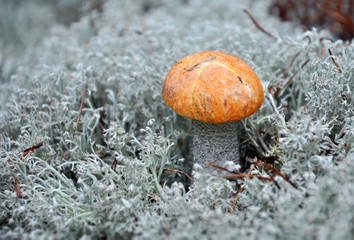 Edible boletus mushroom with a red hat in a white moss closeup. Selective focus.
