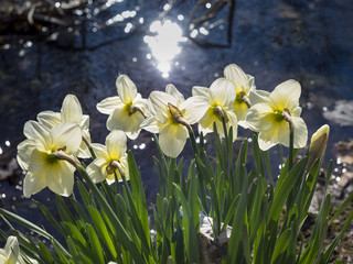 Obraz premium Yellow Daffodils near a Sunlit Pond