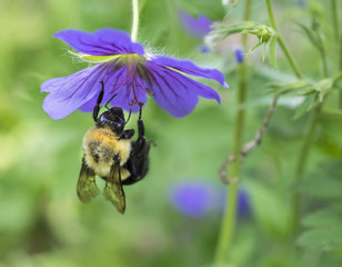 Bumblebee Hanging from a Flower