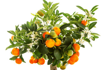 Tangerine tree with fruits and flowers
