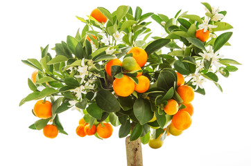 Tangerine orange fruits on tree