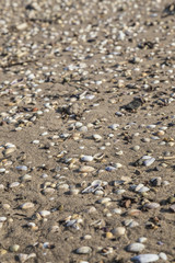 Seashells on sandy beach