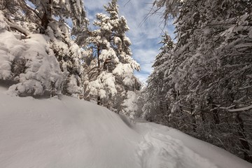 Winter forest landscape.