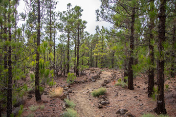 Canarian pines