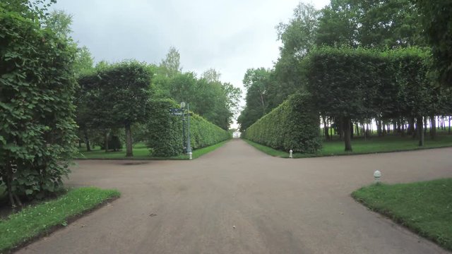 Alley in the Park in Peterhof