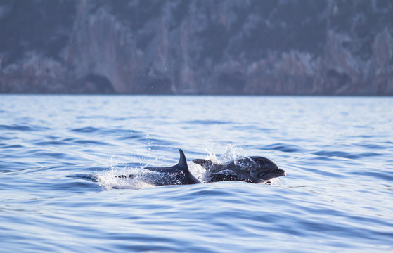 A dolphin leaping out of the blue water in the sea