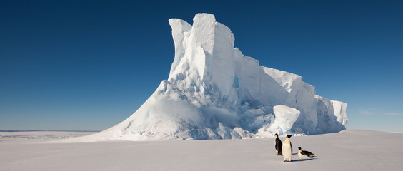 Emperor penguins in front of massive iceberg
