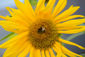 Naklejka premium Sunflower with bee.