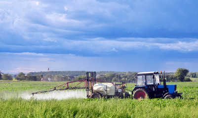 Green agricultural field in Belarus with a beet and a tractor watering and spraying fertilizer on a...