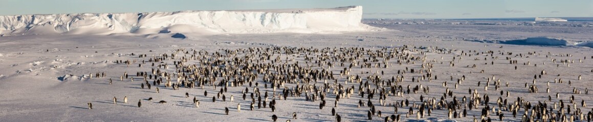 Emperor penguin colony in Antarctica