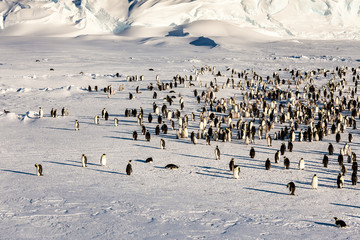 Emperor penguin colony in Antarctica
