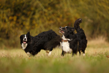 Spielende Border Collies