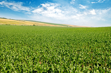 Fototapeta na wymiar green corn field and blue sky