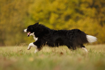 Border Collie im Herbst
