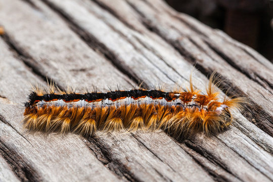 Hairy caterpillar: larval stage of Cape lappet moth (Eutricha capensis)