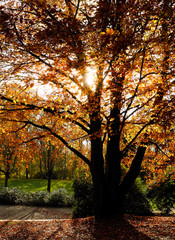 Baum im Herbstlicht