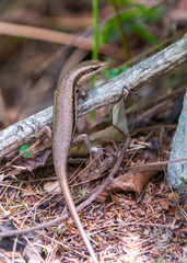 tail skin reptile