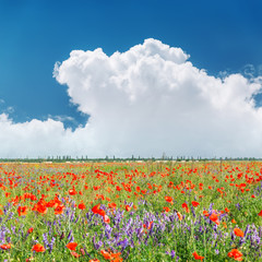 red poppies field and clouds over it in blue sky