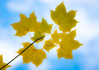 Twig with yellow maple leaves