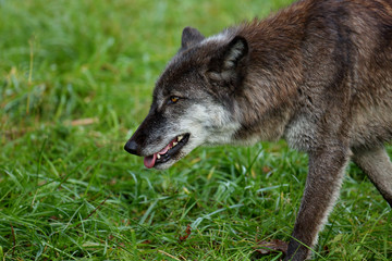  black and grey wolf walking though grass