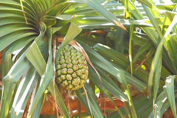 Tropical Plants from the Hawaiian Island