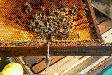 Queen Bee and workers in their hive. beekeeping